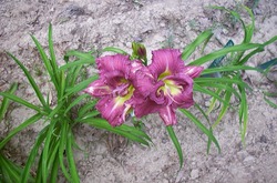 Hemerocallis 'Raspberry Pixie — photo 2